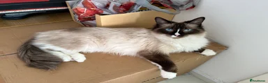 Ragdoll 2