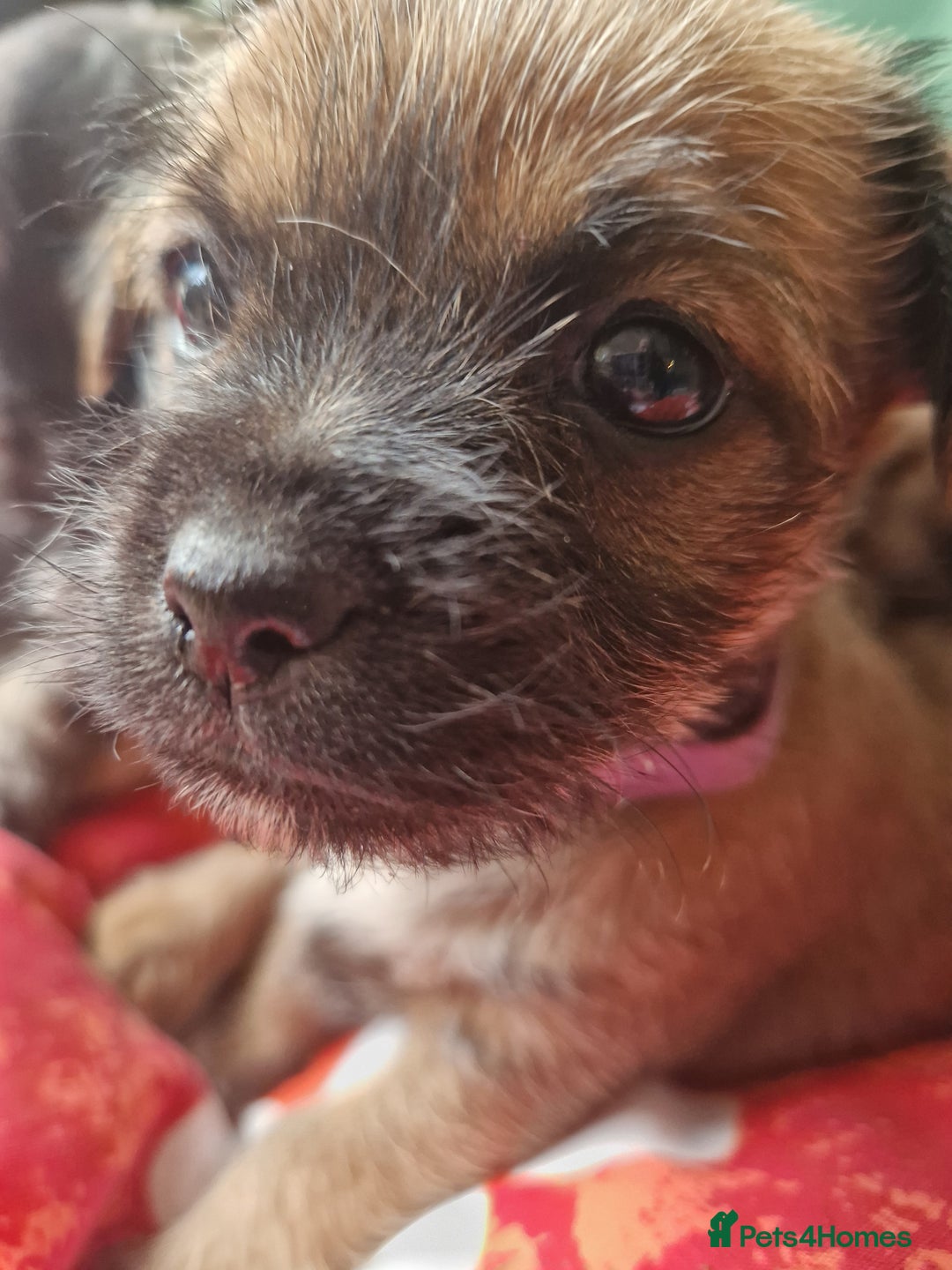 Mixed Breed dogs for sale: Puppies - Image 7