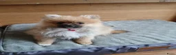 Pomeranian dogs for sale: Pomeranian Puppies - Advert 11