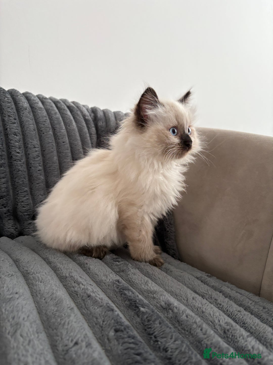 Ragdoll cats for sale: 2 Ragdoll Kittens left 🐾🤍 READY TO LEAVE NOW! - Image 6