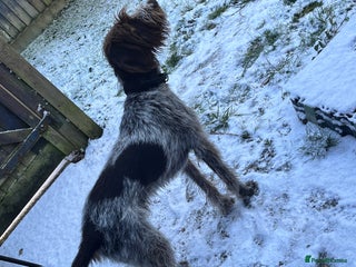 German Wirehaired Pointer dogs 12 month old GWP - Advert 1