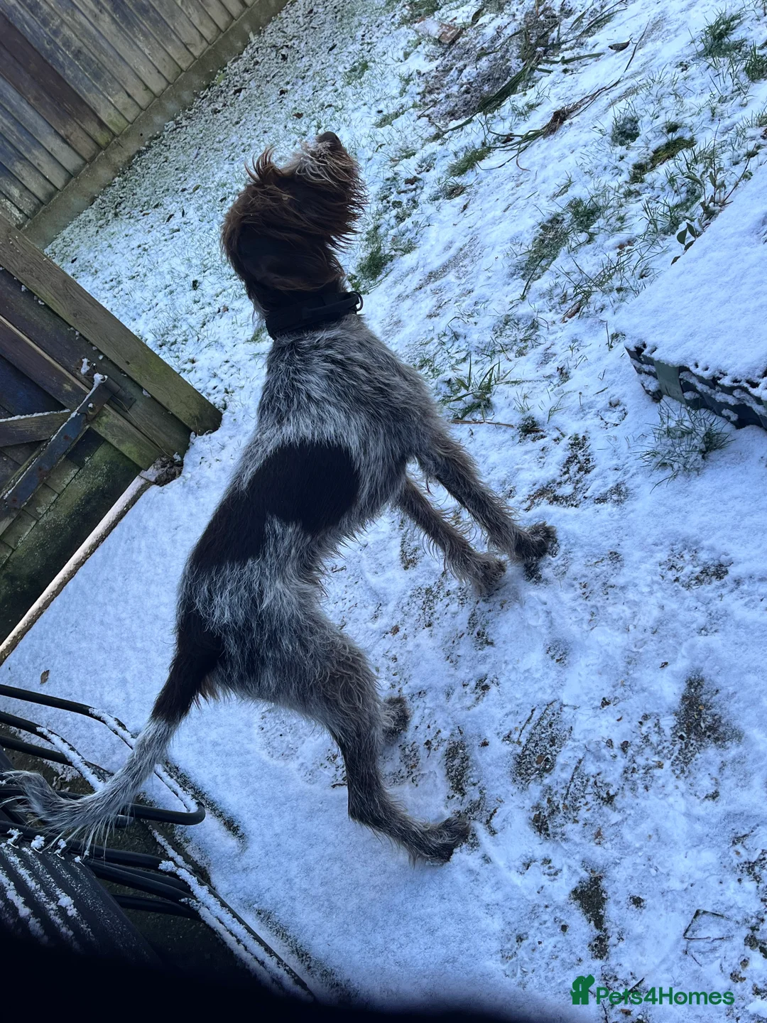 German Wirehaired Pointer dogs for sale: 12 month old GWP - Advert 1