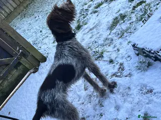 German Wirehaired Pointer dogs 12 month old GWP - Advert 2
