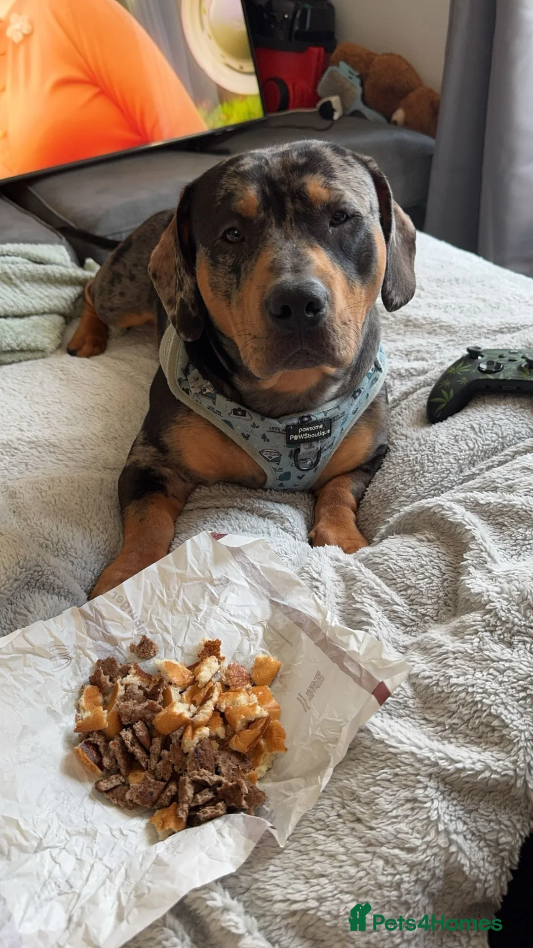 Mixed Breed dogs for stud: For stud  in Port Glasgow - Advert 2