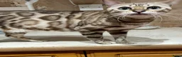 Bengal cats for sale: Beautiful Bengal family members - Advert 12