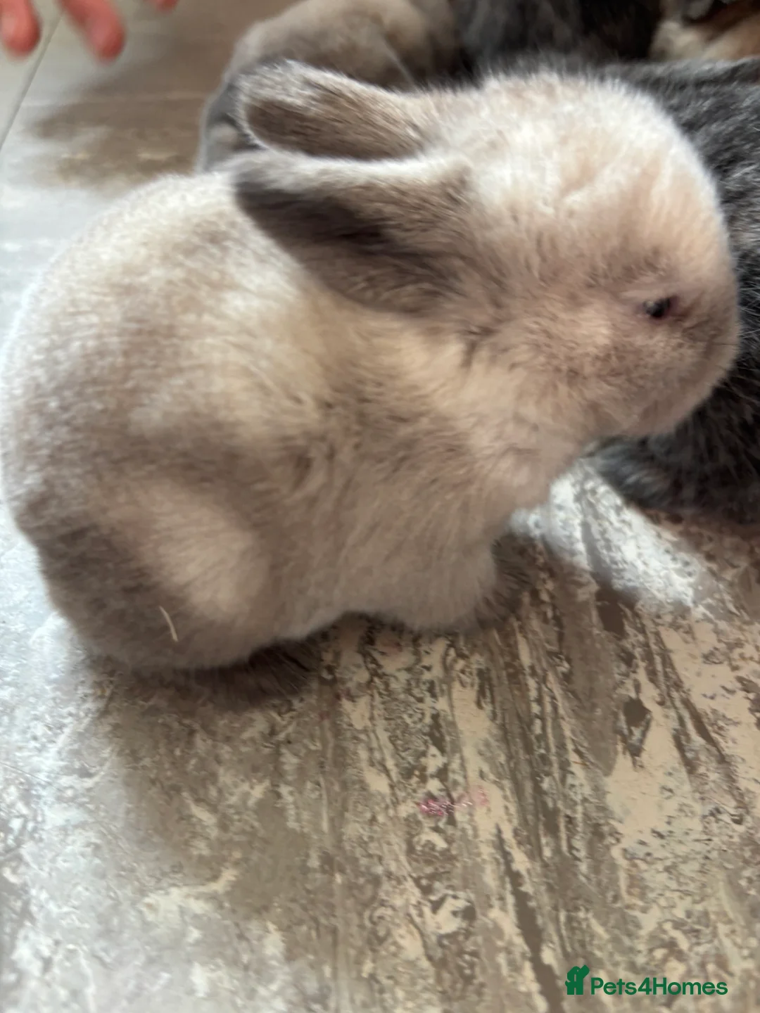 Mini Lop rabbits for sale: Pure bred  mini lops. Some are seal points also.  - Advert 1
