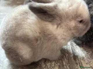 Mini Lop rabbits Pure bred mini lops. Some are seal points also. - Advert 1