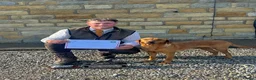 Labrador Retriever dogs for stud: **STANDING AT STUD** FTW Labradors in Stourbridge - Advert 9