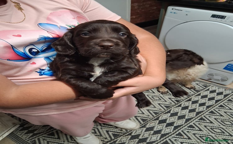 Cocker Spaniel dogs Chunky chocolate cooker spaniel puppies - Advert 16