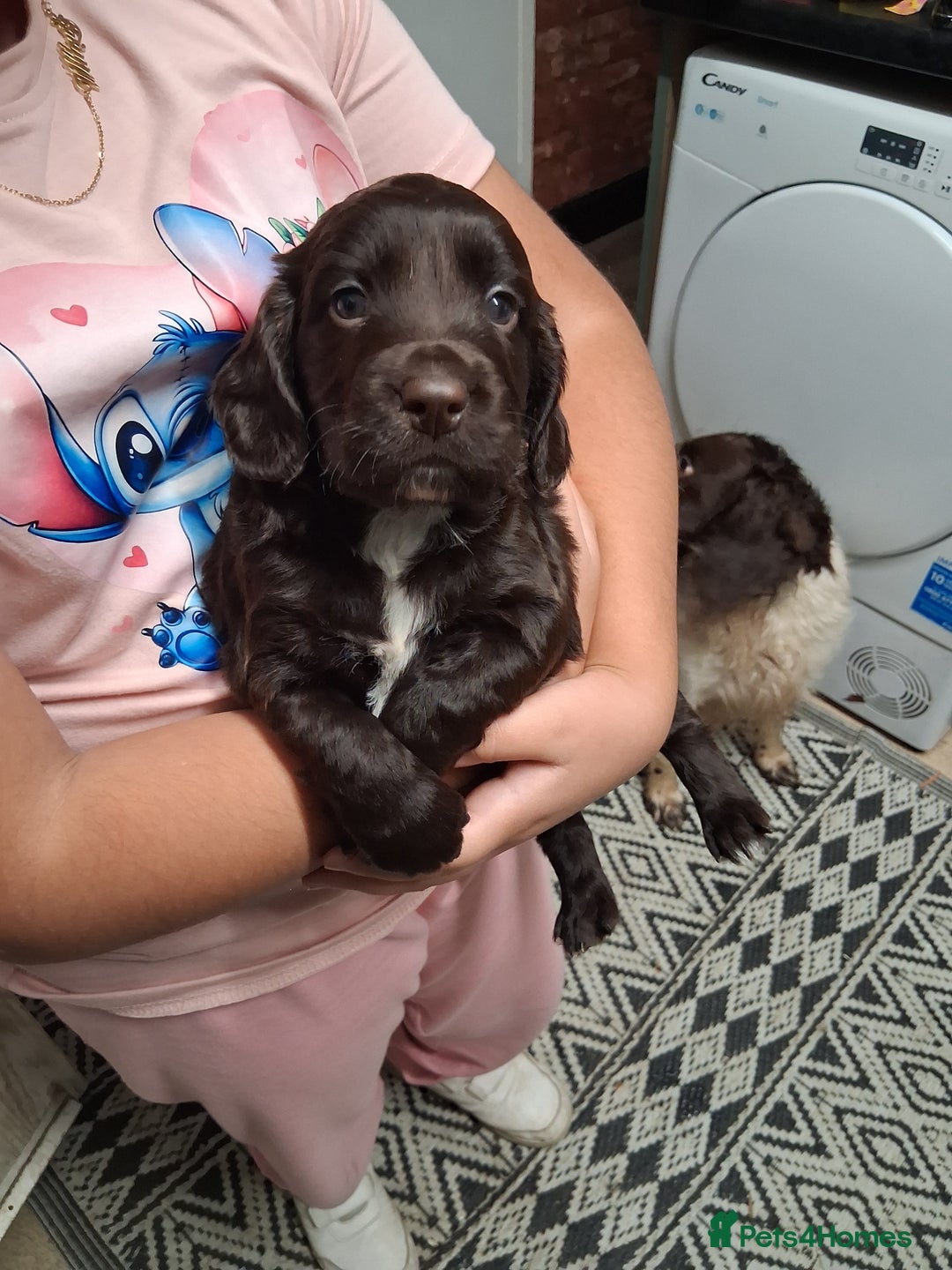 Cocker Spaniel dogs for sale: Chunky chocolate cooker spaniel puppies - Advert 5