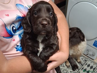 Cocker Spaniel dogs Chunky chocolate cooker spaniel puppies - Advert 9