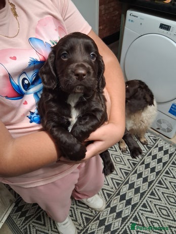 Cocker Spaniel dogs Chunky chocolate cooker spaniel puppies - Advert 16