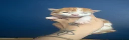 Domestic Shorthair cats for sale: Three gorgeous male kittens  - Advert 10