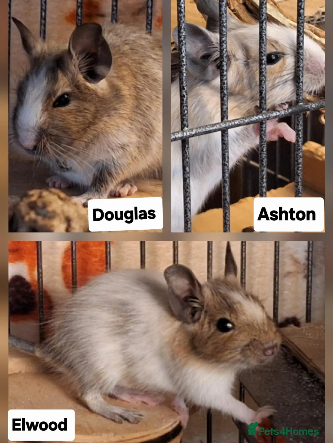 Degus rodents for sale: Bonded Trio Young Degu brothers  - Advert 2