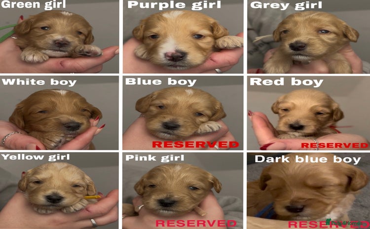 Cockapoo dogs F2 cockapoo’s for sale! 🌟  - Advert 9