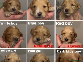 Cockapoo dogs F2 cockapoo’s for sale! 🌟 - Advert 11