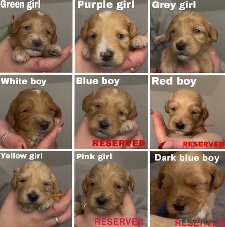 Cockapoo dogs F2 cockapoo’s for sale! 🌟 - Advert 9