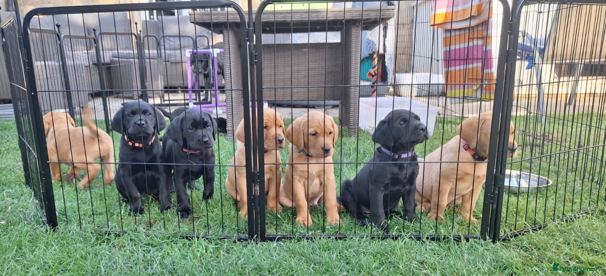 Labrador Retriever dogs Labrador Puppies – Black & Fox Red - Advert 6