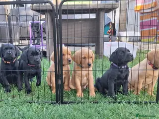 Labrador Retriever dogs Labrador Puppies – Black & Fox Red - Advert 6