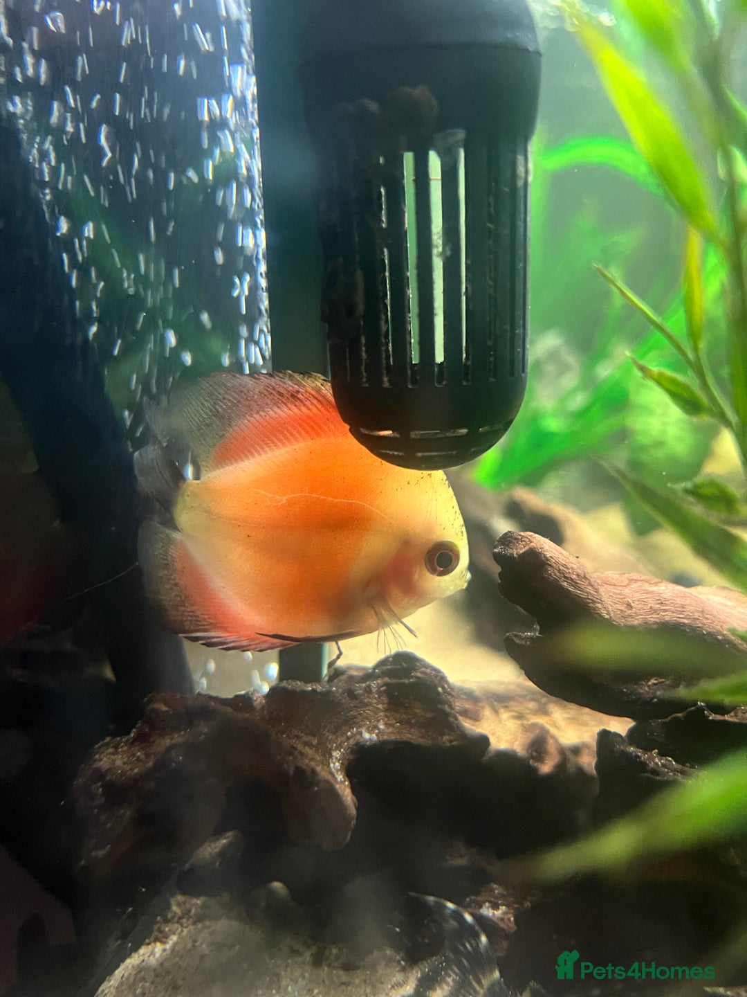 Discus fish for sale: Discus fish for sale - Image 6