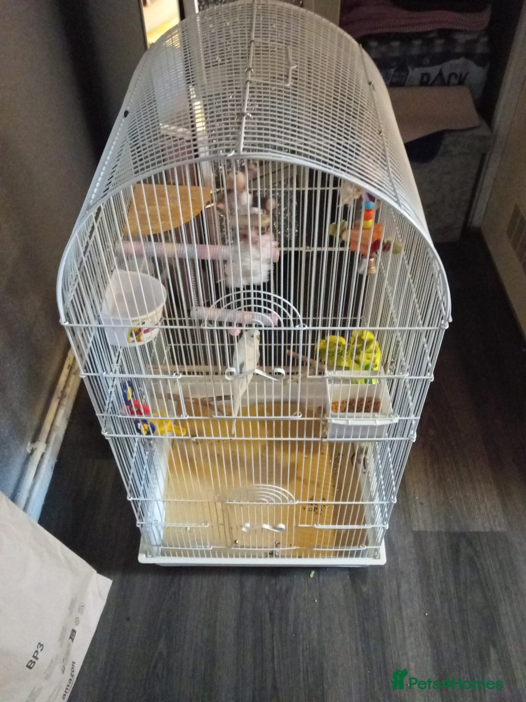 Budgerigars birds for sale: 3 budgies - Advert 2