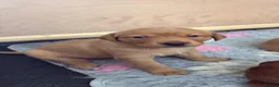 Labrador Retriever dogs for sale: KC registered fox red working line Labradors - Advert 12