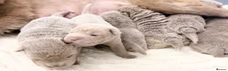 Shar Pei dogs for sale: Fifty Shades Of Lilac Sharpie Pups (5 Boys/3 Girl) - Advert 5