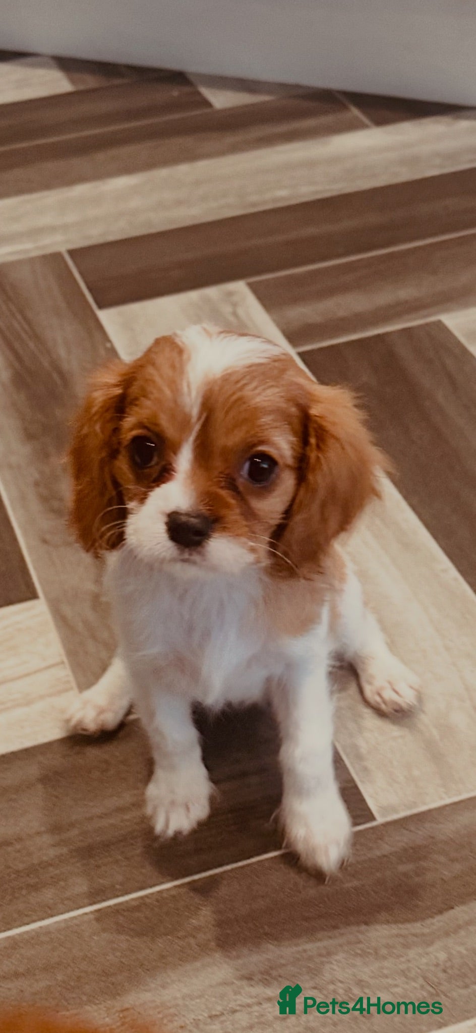 Cavalier King Charles Spaniel dogs 3 LITTLE GIRLS READY TO LEAVE  - Advert 8