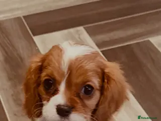 Cavalier King Charles Spaniel dogs 3 LITTLE GIRLS READY TO LEAVE - Advert 8