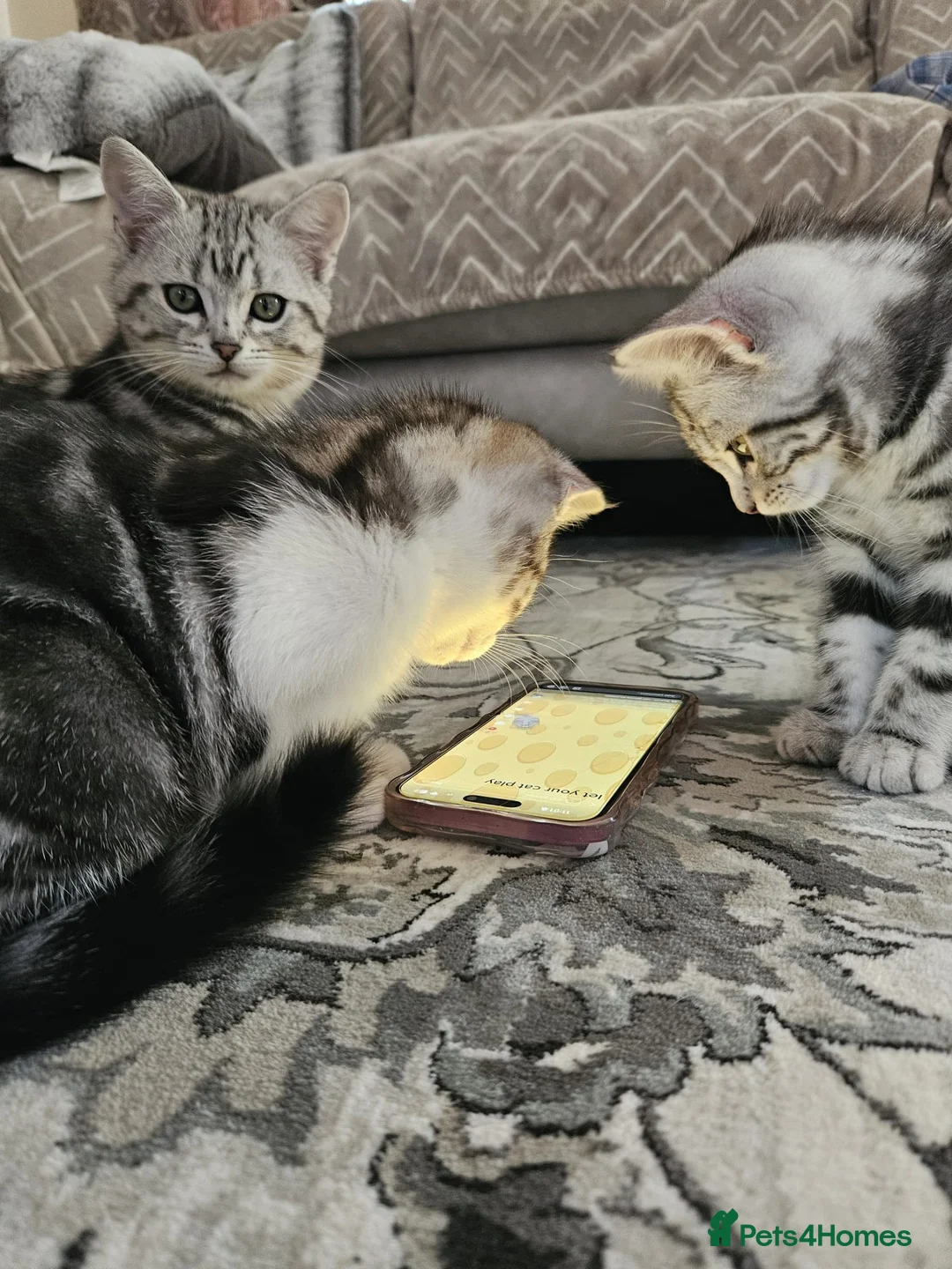 Mixed Breed cats for sale: Cute kittens for sale in Bridgwater - Advert 2