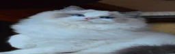 Ragdoll cats for sale: 🥇🏆🐆Exclusive kittens❤️✨️🏆Award winning cattery - Advert 9