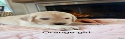 Golden Retriever dogs for sale:     Stunning KC Registered Golden Retriever Pups - Advert 32