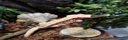 Gecko reptiles for sale: Breeding pair of crested geckos with set up - Advert 5