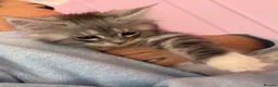 Maine Coon cats for sale: XL TICA REG ACTIVE 1 GIRL ONLY - Advert 11