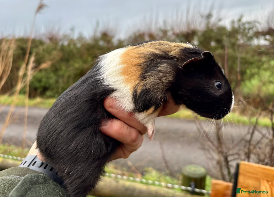 Guinea Pig rodents for sale: 2 Baby Guinea Pigs for Sale  - Advert 4
