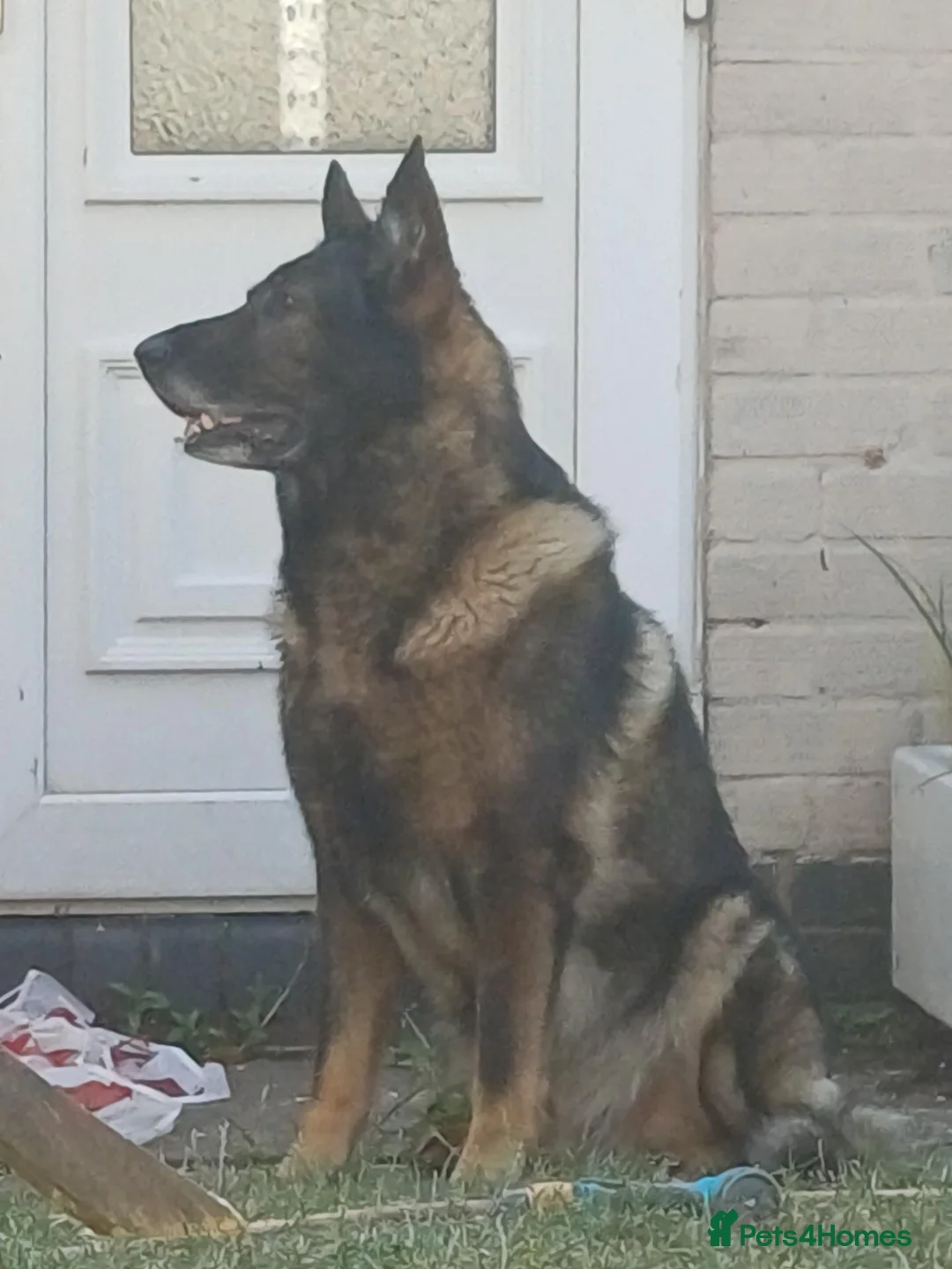 German Shepherd dogs for stud: Fritz - Advert 2