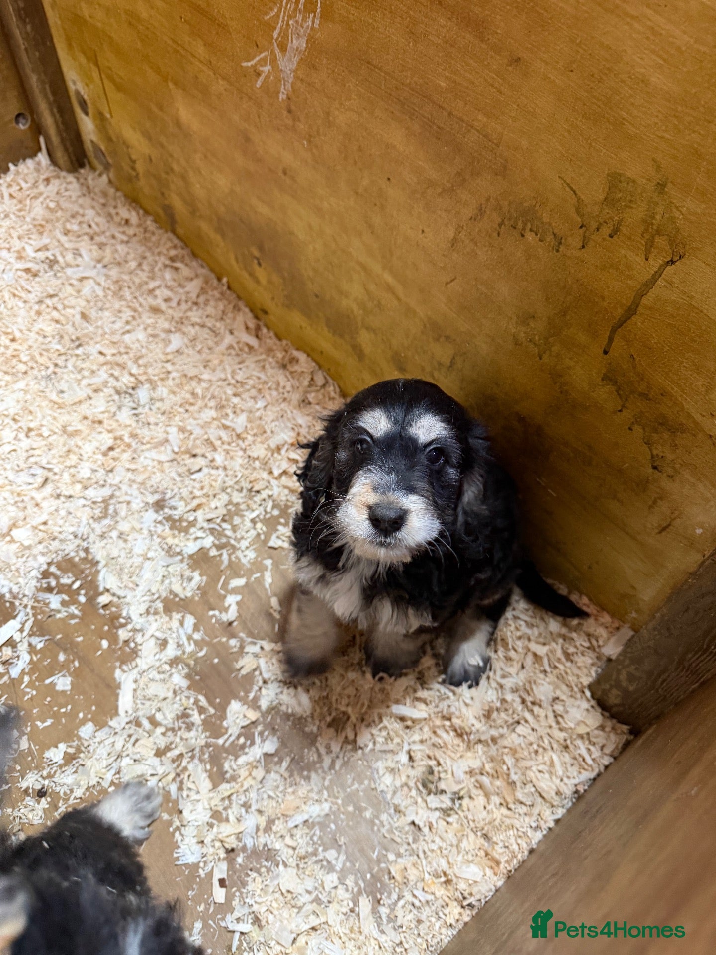 Cockapoo dogs F1 Generation Cockapoo puppies for sale  - Advert 4