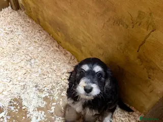 Cockapoo dogs F1 Generation Cockapoo puppies for sale - Advert 4