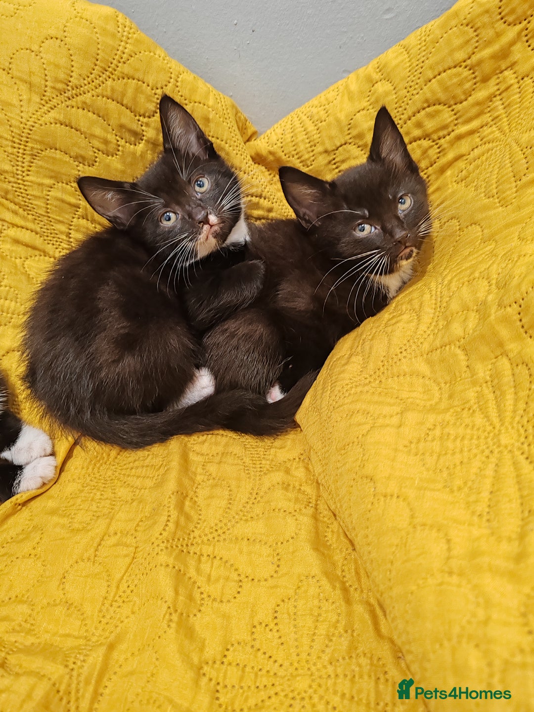 Mixed Breed cats for sale: Beautiful kittens VIDEOS - Image 19
