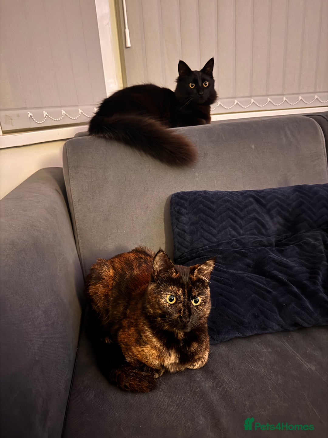Mixed Breed cats for sale: 7 month old brother & sister looking for new home - Advert 7