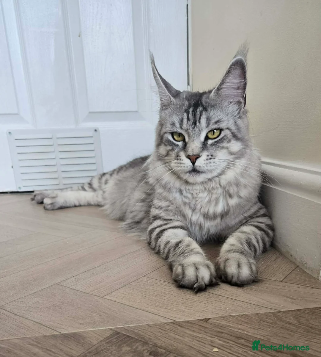 Maine Coon cats for sale: Maine Coon girl. - Advert 2