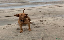 Hungarian Vizsla dogs for stud: Proven KC Reg Health Tested Stud Dog - Image 3
