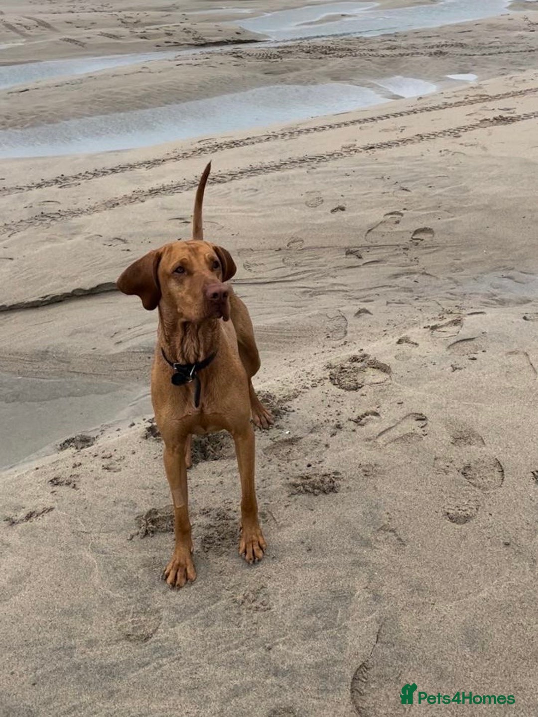 Hungarian Vizsla dogs for stud: Proven KC Reg Health Tested Stud Dog - Image 3