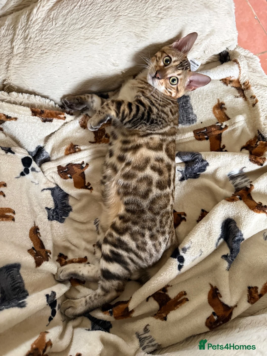 Bengal cats for sale: Snow Sepia 💙 TICA Pedigree 🐆 Bengal Kitten  in Deal - Advert 15