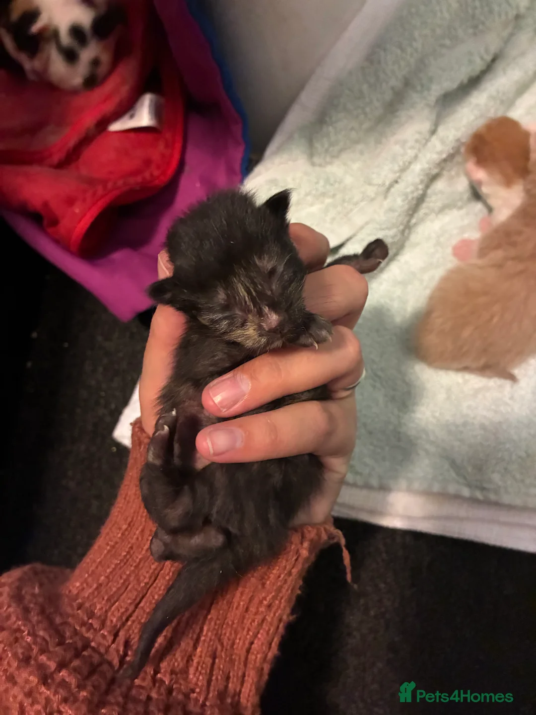 Mixed Breed cats for sale: Mixed litter  - Advert 2