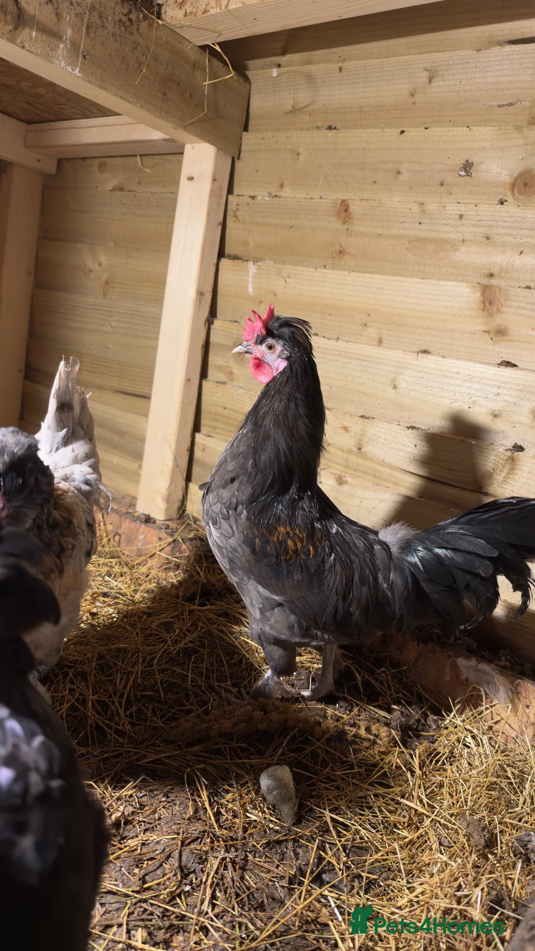 Mixed Breed poultry for sale: Chickens - Advert 7