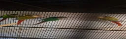 Conures birds for sale: Young conures - Advert 6