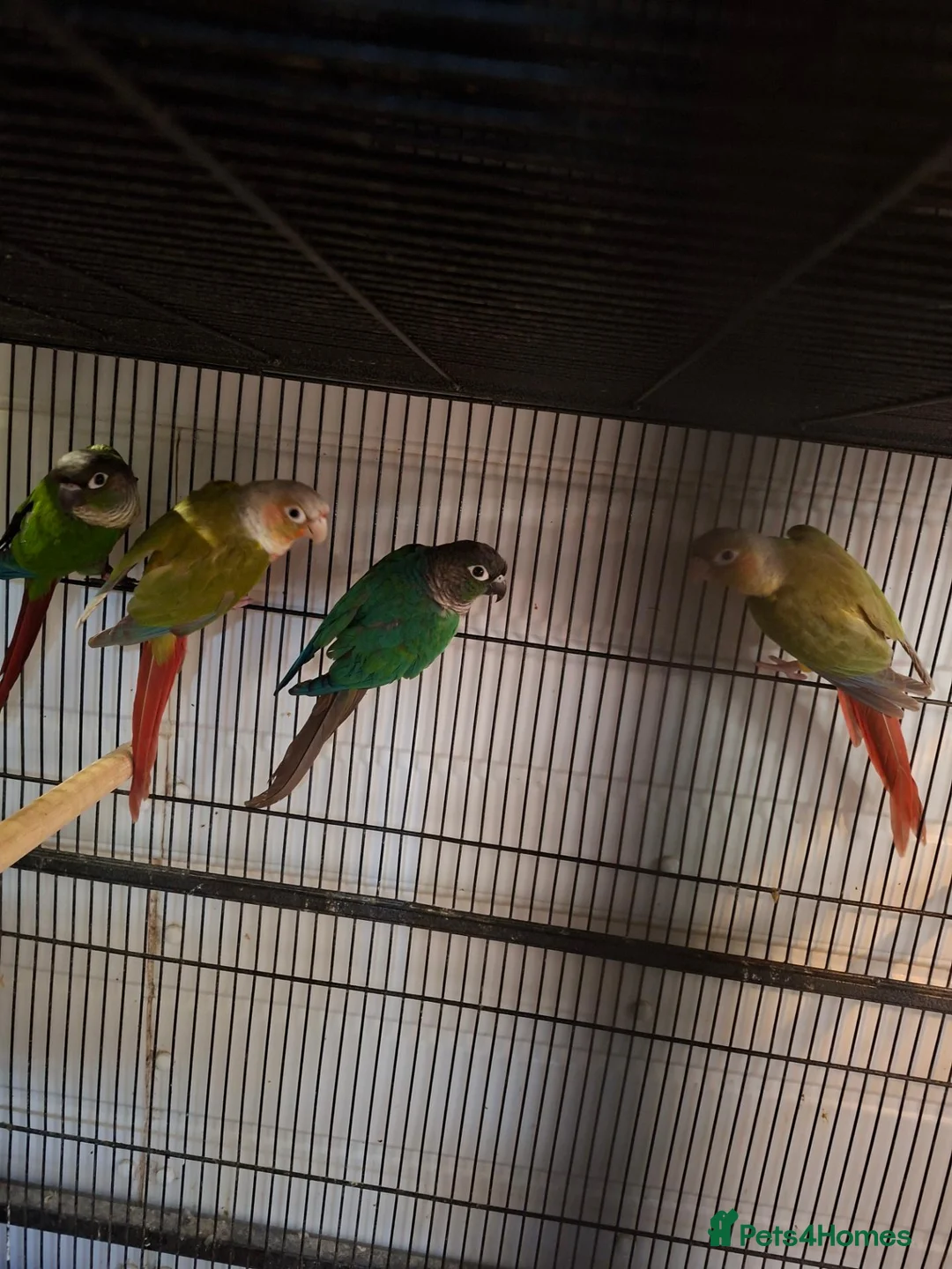 Conures birds for sale: Young conures - Advert 6