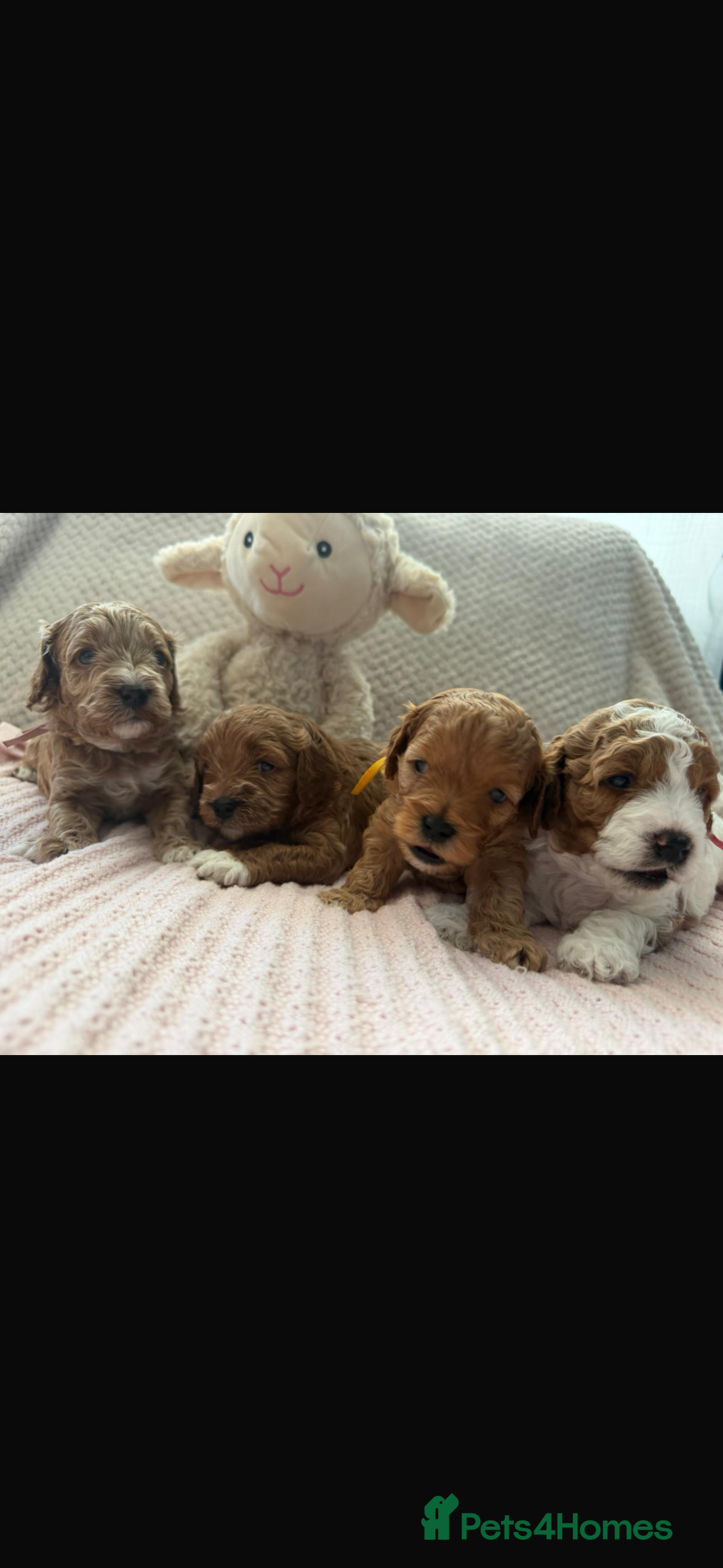 Cavapoo dogs Cavapoo girls  - Advert 12