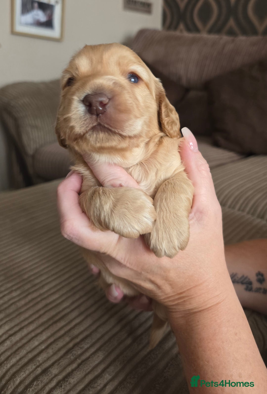 Cockapoo dogs for sale: Female cockapoo cream/beige - Image 11